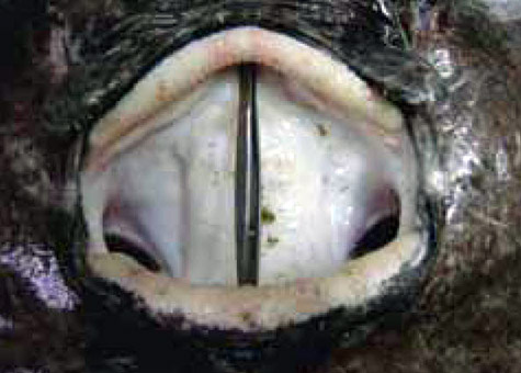 Dipturus nidarosiensis_002.jpg